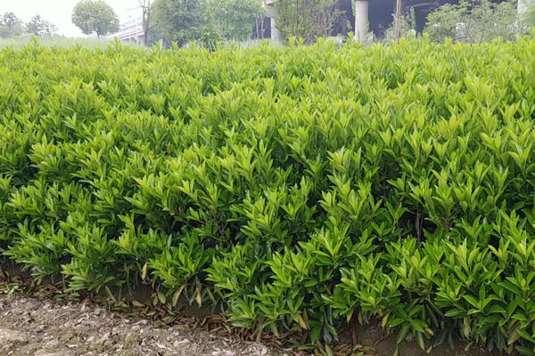 1米高法國冬青價格說明